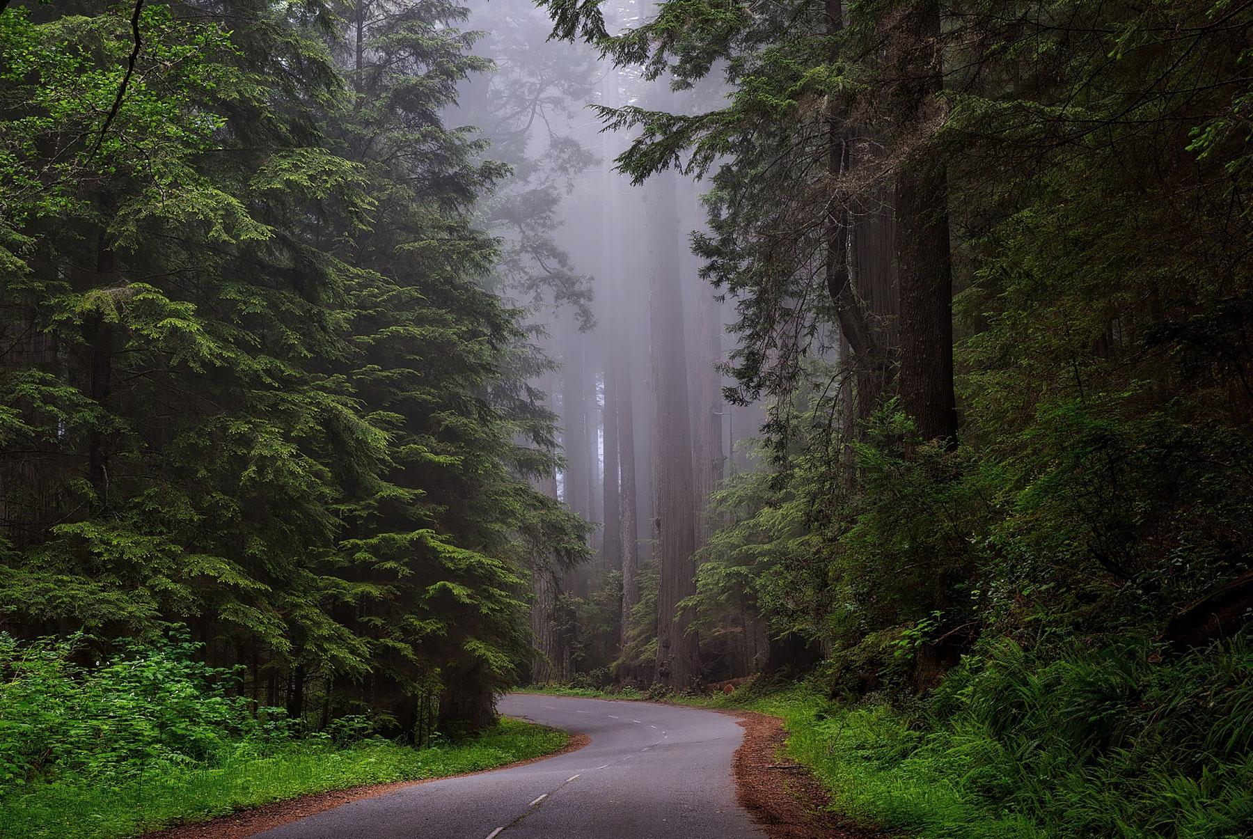 Santa Cruz Redwoods